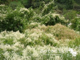 Polygonum aubertii